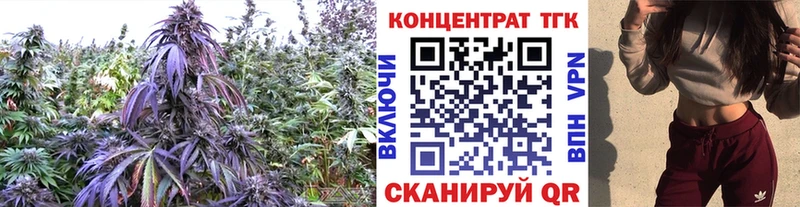 где купить наркоту  Ачхой-Мартан  ТГК THC oil 